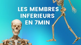 LES MEMBRES INFERIEURS EN 7MIN