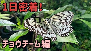 【1日密着⑥】飼育員のお仕事をまるごとお見せします！「チョウチーム編」