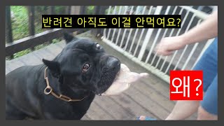 덴 건강을위한 식사! 생식은 필수!! 대형견 카네(케인)코르소 / cane corso