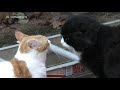 angry cats arguing compilation video