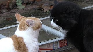 Angry Cats Arguing Compilation Video