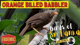 ORANGE-BILLED BABBLER | Birds of Sri Lanka with Thinev | Endemic | Ceylon Rufous Babbler | Call