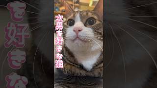 次男を好きな猫。球太の自慢のひげ袋をどうぞ #cat #tiktok #イカ耳 #保護猫 #家族 #猫 #猫のいる暮らし #癖強い #球太 #恋人 #ひげ袋