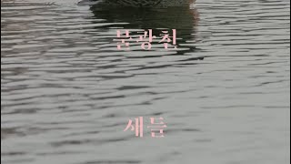 걸으며 바라본 불광천 새들