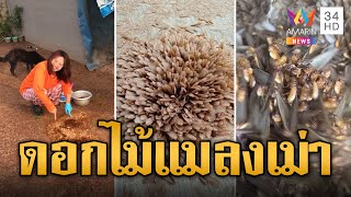 แมลงเม่ารวมกลุ่มคล้ายดอกไม้ ชาวบ้านหวั่นเกิดอาเพศ | ข่าวอรุณอมรินทร์ | 26/5/67