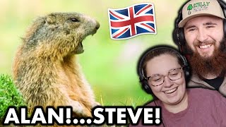 Americans React to Funny British Animal Voiceovers!! *HILARIOUS*