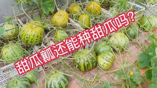 吃出来的甜瓜瓤，还能种植甜瓜吗？