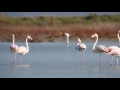 flamingos alikes lefkimmis november 7th 2015