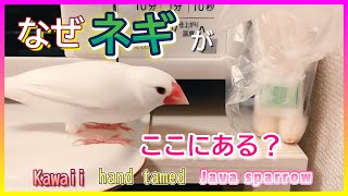 【文鳥4歳7カ月④】キッチンでちょろちょろ＆シードの食べ方に変化あり 3代目文鳥ピーちゃん 癒し系動物 Java sparrow