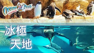 2022 🦭Hong Kong Ocean Park Reopen | Must-Visit Places #2 - South Pole Spectacular🐧| [4K]