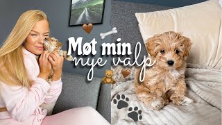 VI HAR FÅTT EN MALTIPOO VALP! // De første dagene med drømmehunden min!