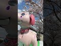 卒業 進学 就職 入学 おめでとう！ aibo のおもちが桜を愛でる動画 subscribe shortsvideo shorts sony robot pets