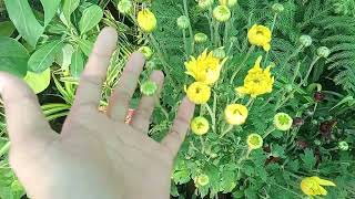 jodhpur garden jodhpur nusery plant shopping