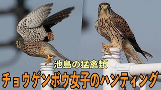 池島の猛禽類「チョウゲンボウ」女子のハンティング！