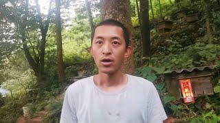 怎样收取王台不会死台？有哪些操作细节？听师傅怎么说吧