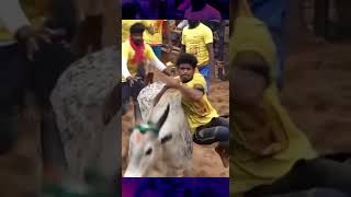 Jallikattu Kaalai Videos #happy pongal சிறந்த ஜல்லிக்கட்டு காளைகள்