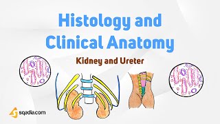 Kidney and Ureter | Urine System Anatomy | Histology and Clinical Anatomy