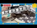 【子猫のミルク】シャンプー後がフワモフでかわいすぎた【保護猫生活7日目】