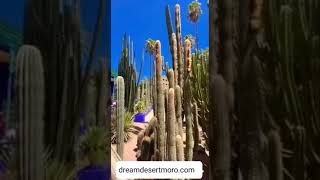 Dreamdesertmoro 夢幻沙漠 | 💜摩洛哥 Morocco  💙馬若雷爾花園🌴🪴🌵