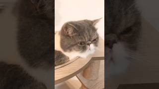 生後399日目 　成猫のごまっちです😸　エキゾチックショートヘア　#shorts #cat #エキゾチック