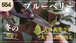 【家庭果実園 】ブルーベリーの花芽調整！