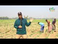 আলু জমির পরিচর্যা potato field care prodipto krishi