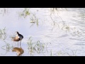 ♪鳥くん野鳥動画（沖縄本島）アカアシシギ水浴びcommonredshank