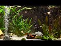 Relaxing Aquarium Fish Tank Sounds ~ NO MUSIC 🐟