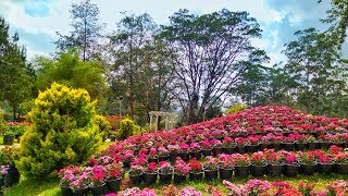 Munnar flower show