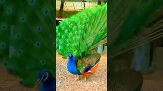 Beautiful peacock whatsapp status#peacock#shorts