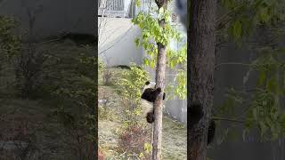 金瑞爬到树顶上玩【Panda：♂金瑞Jin Rui】成都大熊猫繁育研究基地#大熊猫 #cute #panda #shorts