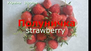 Полуничка. Україна. Strawberry/Ukraine. Vita_St