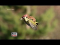 was the weasel riding the woodpecker trying to kill him