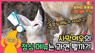 [🦊사막여우] 꼬르륵.. 오늘의 점심 메뉴는 뭔가요?!