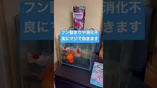 キングオブ餌　#shorts  #金魚 #goldfish #オランダ獅子頭 #金魚の餌