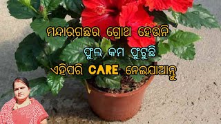 ମନ୍ଦାରଗଛର ଗ୍ରୋଥ ହେଉନି //ଫୁଲ କମ ଫୁଟୁଛି //ଏହିପରି care ନେଇଯାଆନ୍ତୁ #Hibiscus plant care