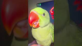 parrot video 🦜 | baby parrot |how to feed baby birds |  #sigma #sigmaboy