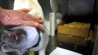 Siamese cat TOOT talks, plays, gives headbutts, and cannot get enough human love!