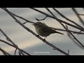 phylloscopus collybita luì piccolo