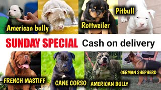 SUNDAY SPECIAL | cane corso | French mastiff | white pitbull | American bully | Rottweiler puppy