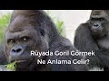 Rüyada Goril Görmek Ne Anlama Gelir