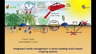 Weeds management under Conservation Agriculture in khmer