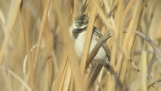 シベリアジュリン ♂冬羽150211千葉県