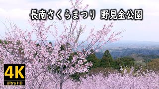 長南さくらまつり 野見金公園 2023