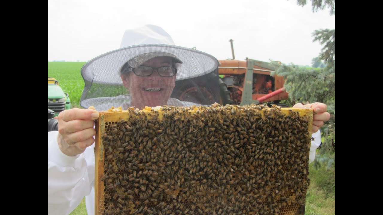 Beekeeping Questions Youtube