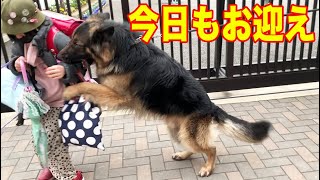 お帰り！待ってたよ♪シェパードマックお迎えGSD【VLOG】