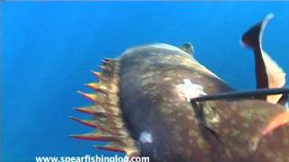 Approaching the big grouper * mérou | cernia | ροφος * HD