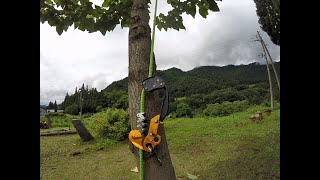 シーソー式ロープロケットで桐の枝落し:大源太農園