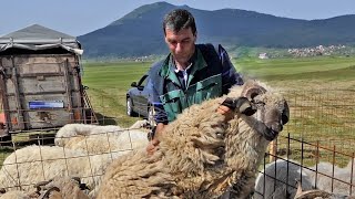 Doveo ovna od 150 kg i najbolje ovce na izložbu a nije osvojio nagradu