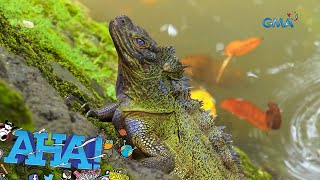 Philippine sailfin dragon, ating kilalanin! | AHA!